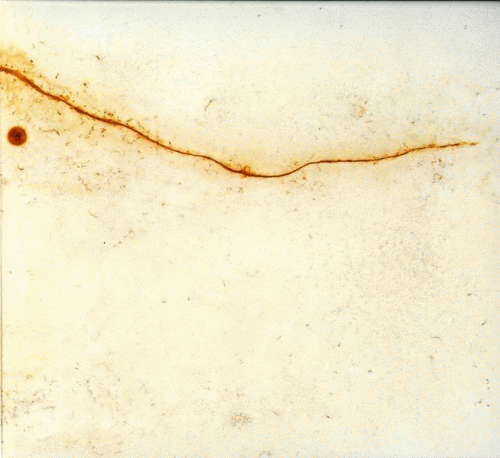 Wings of Lead Over Dormant Seas